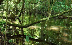 Drake Bay Mangrove Tour
