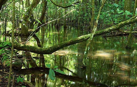 Drake Bay Mangrove Tour