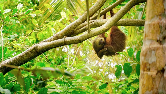 Puerto Jimenez, Costa Rica Tours and Activities