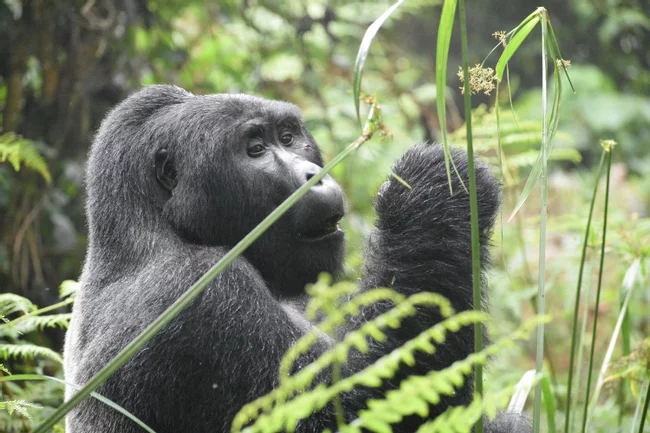 Rwanda